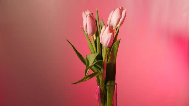 Spring flowers tulip, rose on a pink background that rotate, close-up, copy space for international Women's Day. Bouquet for mother, wife, sister, daughter, grandmother