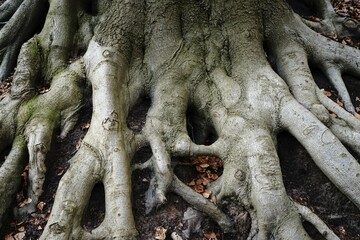 Large tree roots above the forest floor