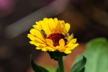 small fly on a yellow flower along with green aphid insect