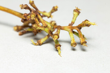 macro shot of detailed grape stalk