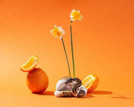 Piebald ball python with narcissus and sliced orange. Snake on orange background with flowers and fruits. Exotic pet cute studio shot. Colorful horizontal photo