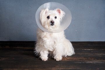 Cute white dog breed in pet cone posing in studio. Veterinary concept