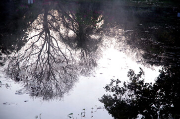 The background of the reflection of the trees in the water 