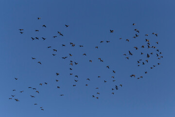flock of great cormorants flying in a blue sky