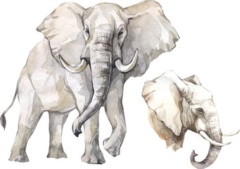 Watercolor elephant illustration set. African wild mammal clipart.