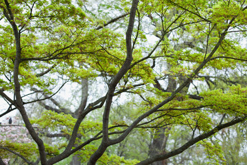 Green Japanese garden. Landscaping design. Spring in Europe. Gardening hobby.