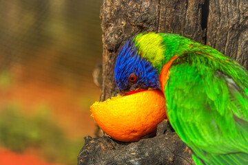 rainbow lorikeet parrot