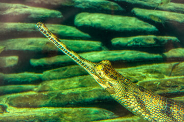 crocedile in the water