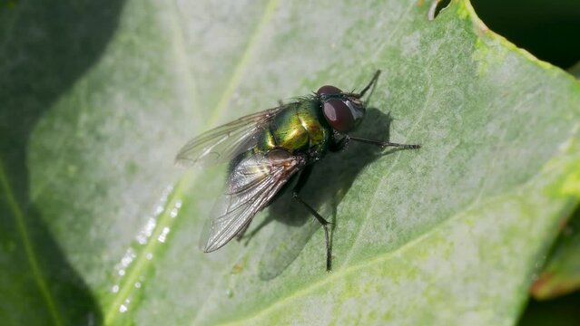 Macro of Green Bottle Fly on Ivy

