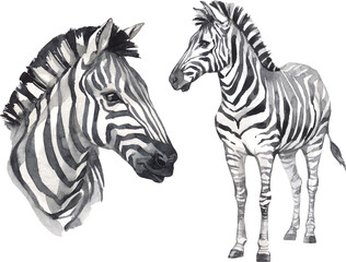 Fototapeta na wymiar Watercolor zebra illustration set. African wild mammal clipart.
