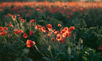 Beautiful field of red poppies in the sunset light.