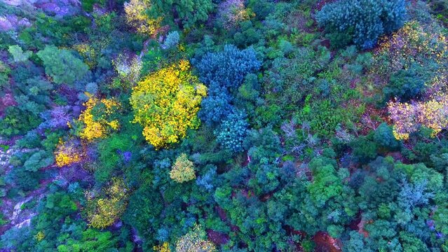 aerial shot with drone of a stream between the trees in the mountains of the chrea national park in Algeria Blida