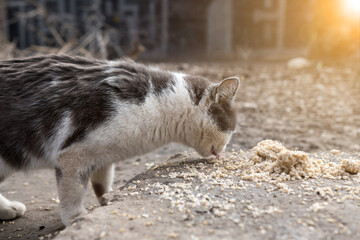 the cat eats porridge on the street. soft focus homeless animals