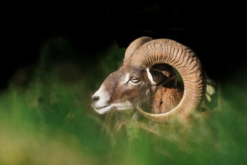 mouflon (Ovis orientalis orientalis) close up portrait. Close-up portrait of mammal with big horn,...