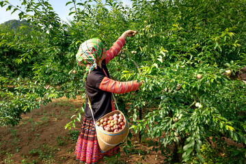 The minorities harvest plums in Na Ka plum valley in Moc Cau Chau district, Son La province, Vietnam © Quang