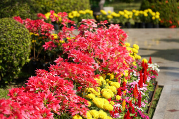 tulips in the garden