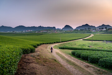 An minority child walks on a trail of tea hills at Moc Chau tea farm, Son La province, Vietnam