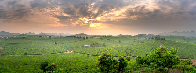 Sunset on Moc Chau tea hill, Son La province, Vietnam