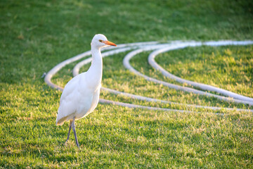White cattle egret wild bird, also known as Bubulcus ibis walking on green lawn in summer