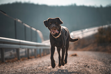 black labrador retriever