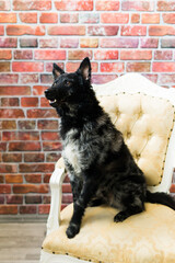 Mudi black dog sitting on chair in the interior