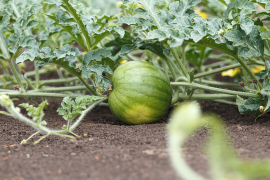 Growing watermelon in the ground in the garden. Close-up of fruit and vine plants.