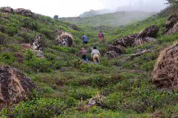 people are going to work in Kurseong