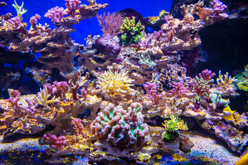 Fototapeta na wymiar View of the seabed with yellow lilac beige corals, bright exotic fish. Marine life, exotic fish, subtropics.