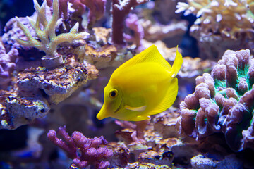 The yellow Zebrasoma fish (Latin Zebrasoma flavescens) is bright yellow against the background of the seabed. Marine life, exotic fish, subtropics.