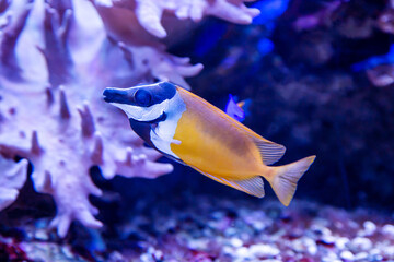 Fish Yellow fox Lo (Foxface rabbitfish) yellow with a beautiful blue muzzle on the background of the seabed. Marine life, exotic fish, subtropics.