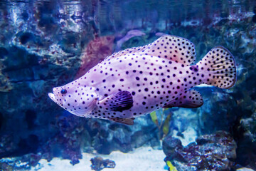 Leopard grouper fish (Latin Panther grouper with spots on the body against the background of sea stones. Marine life, exotic fish, subtropics.