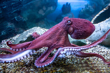 Doflein's octopus (Latin Enteroctopus dofleini) with tentacles and suckers on the background of the...
