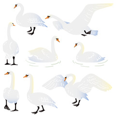 vector illustration of a mute swan standing, walking, floating on water, flying in the sky, flapping its wings