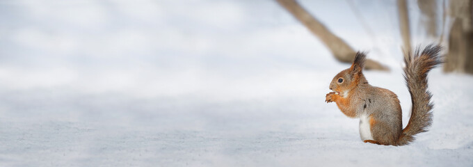 cute young squirrel on tree with held out paw against blurred winter forest in background
