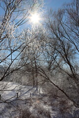 Fototapeta premium trees in snow