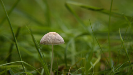 MUSHROOMS - Autumn meadow life landscape