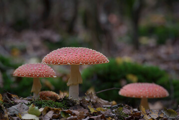 TOADSTOOL - Colorful mushroom in the autumn forest