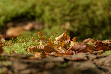 AUTUMN - Dry leaves of trees in a forest glade
