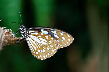 butterfly on leaf