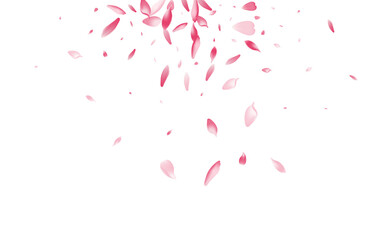 Transparent Cherry Petal Vector White Background.