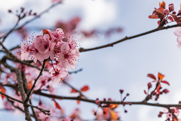 Beautiful fully blossomed plum branch with a bokeh background.
