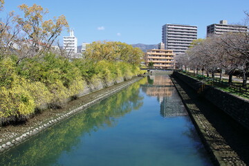 Fototapeta premium 川沿いに咲く雲南黄梅 城西公園 （高知県 高知市）