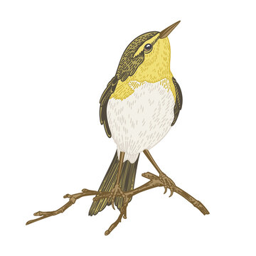 The bird sits on a branch. Willow warbler isolated on a transparent background.  Vintage illustration. Can be used for invitations, greeting, wedding card, logo. Engraving style.