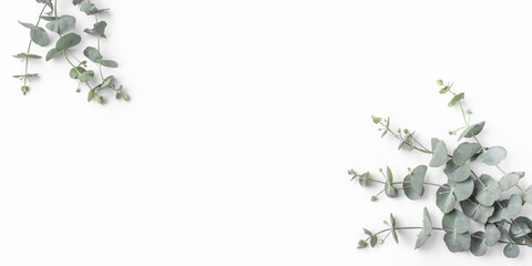 Green eucalyptus branches on a white background. Spring banner with place for text. Flat lay, top...