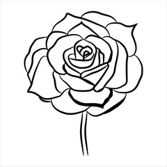 Illustration of a beautiful, lovely and cute Rose's Books Line Art