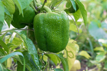 Pepper plant with fruits after watering in the garden