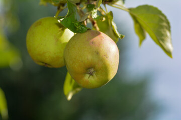 Apples on a tree