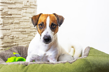 beautiful jack russell terrier is sitting in his green couch with his toy. Teaching a dog to its place