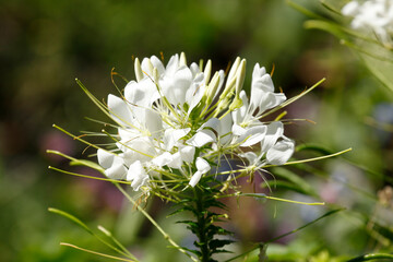 Wei&szlig;e Spinnenblume oder Spinnenpflanze (Tarenaya hassleriana)