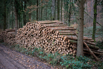 Holzwirtschaft: Gestapeltes Brennholz / Meter-Holz im Wald neben einem Waldweg